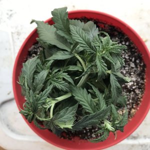 Girl Scout Cookies (Gina)-Day 40-i.JPG