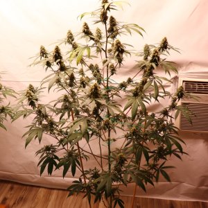 Solo Cup Project/Phase 3-Gorilla Bomb Feminized #2/Day 49 of Flowering-9/20/23