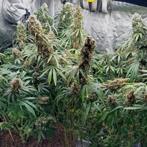 Amnesia-Durban Poison-NYC Diesel-G-13-Grow Journal-Summer 2023