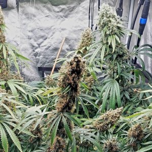 Durban Poison-Amnesia-Grow Journal-Summer Grow 2023