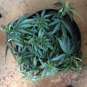 Girl Scout Cookies (Gemma)-Day 60-f.JPG