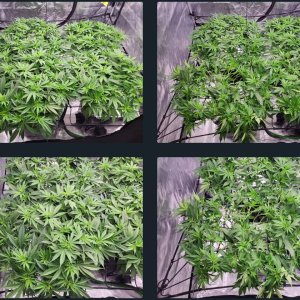 Camila before and after LST update 9_24.jpg