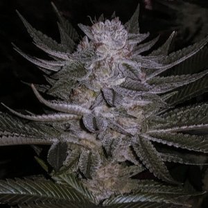 Bluberry-Cannapot-Seeds-cannabis-weed-regular-420.jpg