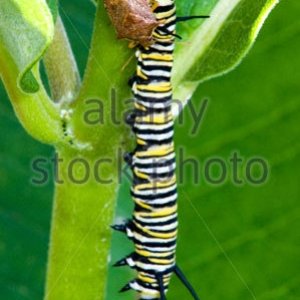 spined-soldier-bug-podisis-spp-feeding-on-dead-monarch-danaus-plexippus-a41g7w.jpg