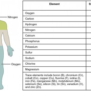 201_Elements_of_the_Human_Body-01.jpg