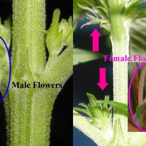 male-female-flowers.jpg