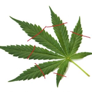 a-marijuana-leaf1.jpg