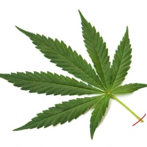 a-marijuana-leaf2.jpg