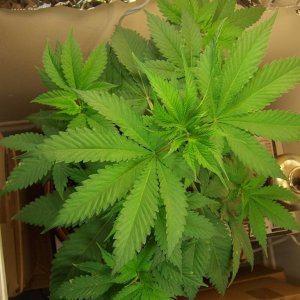 My Plant with Nutrient Problems