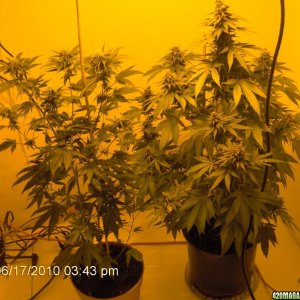 My First Plant -