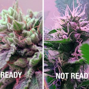 how-to-tell-a-marijuana-plant-is-ready-to-harvest-c62052097c07fb01.jpg