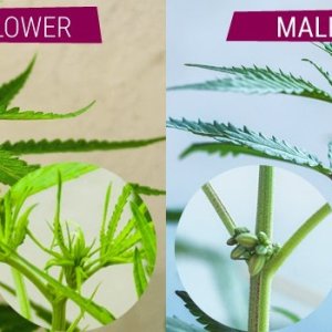 cannabis preflower male and female.jpg