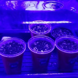 Three Bruce Banner's and two Jack Herer's first grow.jpg