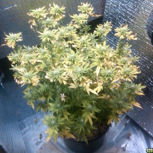 White Widow Flowering @ 3 weeks