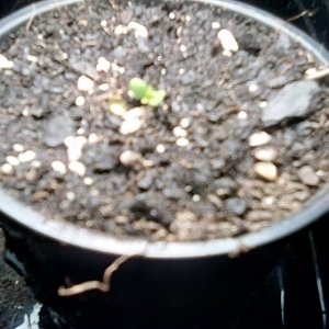 First true leaves at 6 hours from emerging..jpg