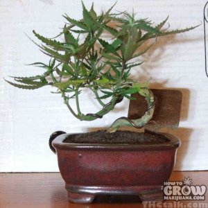 actual-bonsai-marijuana.jpg