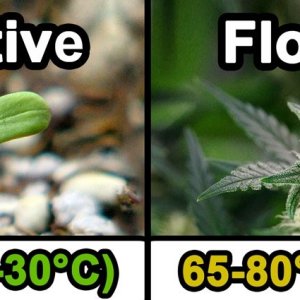 vegetative-vs-flowering-temperature-v3.jpg