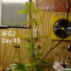 day45a