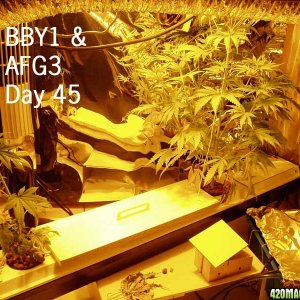day45d