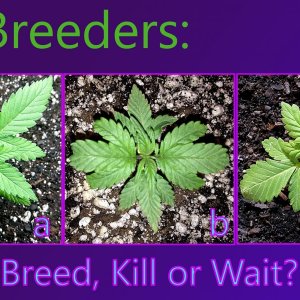 pot breeders- breed,kill, wait.jpg