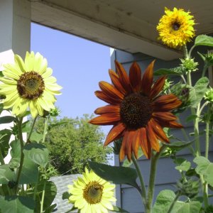 Sunflowers - 20200911-01.JPG