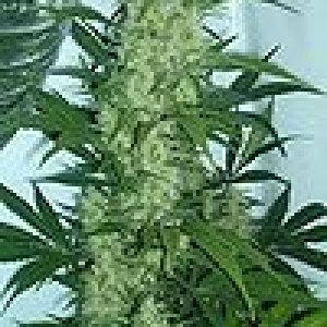 100px-Cannabis_flowering.jpg