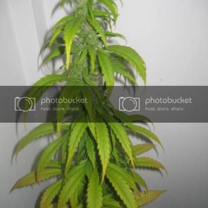 plant002.jpg