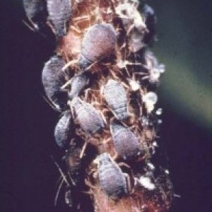 root-aphids-202x300.jpg