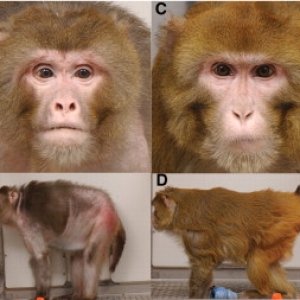 rhesus-monkeys-calorie-restriction1-300x253.jpg