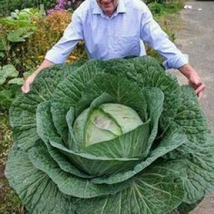 a14ab3e86b10a00fdf869--cabbage-seeds-cabbage-plant.jpg