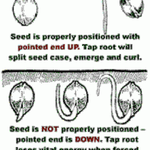 marijuana-seeds-positioning-in-soil.gif