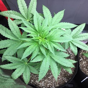 st-Cannabis-Mutations-Whorled-Phyllotaxy-1024x1024.jpg