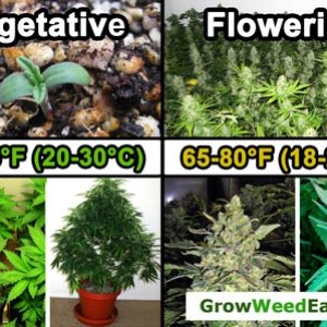 vegetative-vs-flowering-temperature-sm.jpg