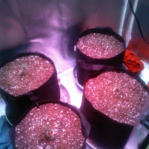 5 Day Autos 3-24-21 light at 22%22 now.JPG
