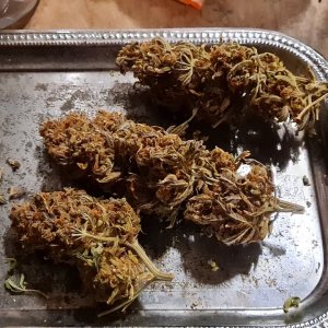 420 tray 6 month cured Green Crack.jpg