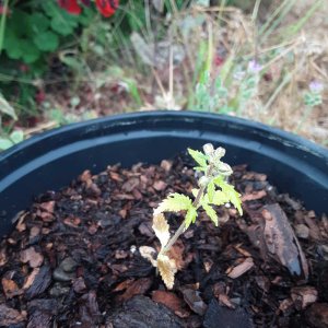 weed-seedling-3.jpg
