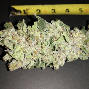 Green Crack After Harvest Pics of odd looking buds (2).jpg