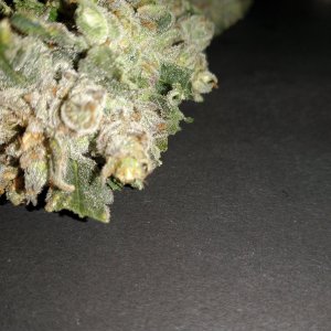Green Crack After Harvest Pics of odd looking buds (3).jpg