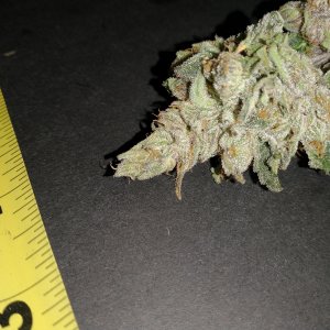 Green Crack After Harvest Pics of odd looking buds (7).jpg