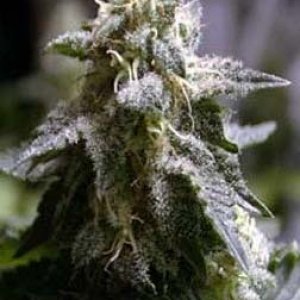 cannabissppbud83rp