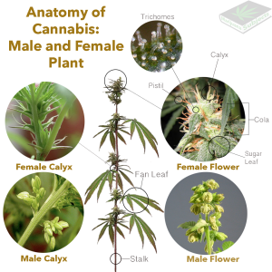 anatomy-of-cannabis5.png