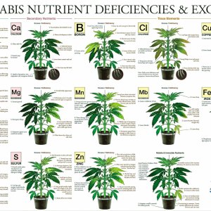 Cannabis_deficiencies.jpg