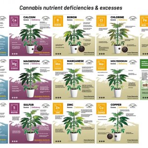 cannabis-nutrient-deficiencies-and-excesses-chart.jpg