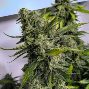 Cheese_bud_on_day_49_of_bloom