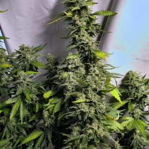 Cheese_colas_on_day_49_of_bloom