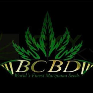 BC-Bud-Depot-Jack-Herer-Seeds.jpg
