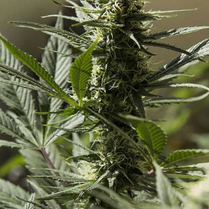 Jack-Herer-Cannabis-Seeds.jpg