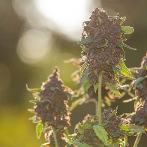 purple-hemp-flowers-medical-cannabis_1150-20338.jpg