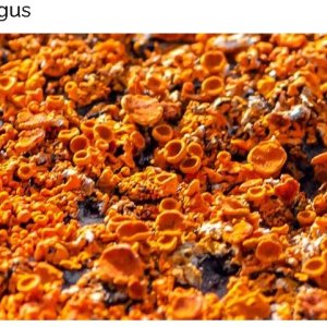 Rust Fungus.JPG