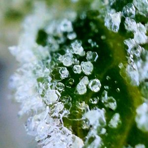 Zkittlez Frosted Trichomes.JPG